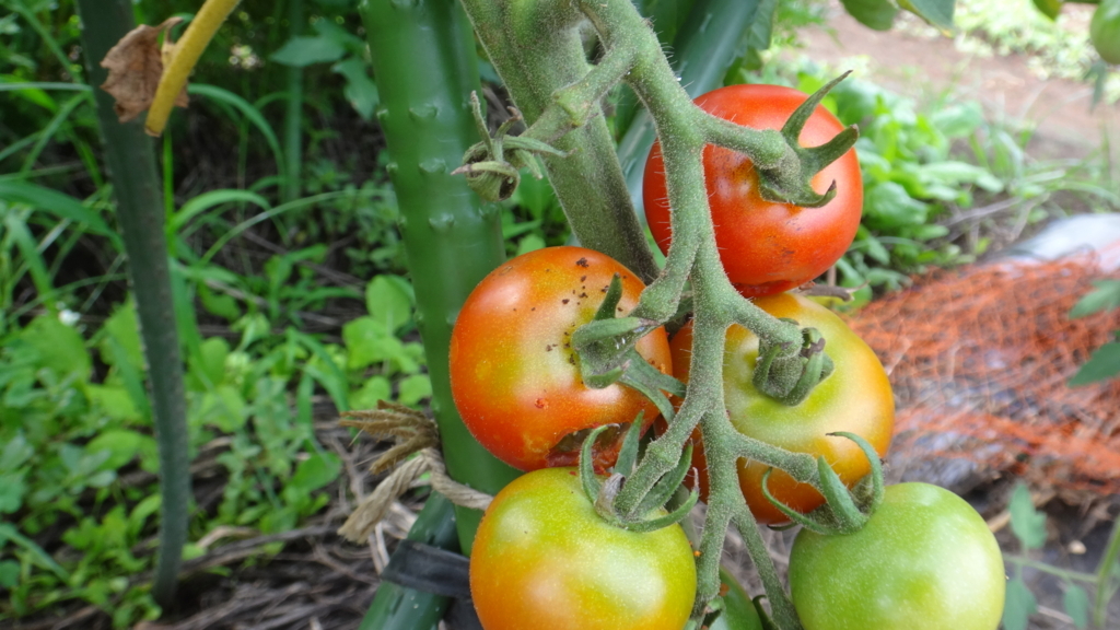 f:id:cafelegume:20180708212607j:plain