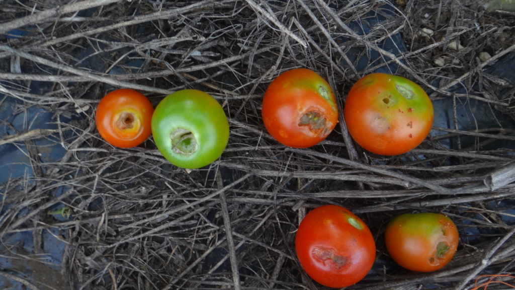 f:id:cafelegume:20180708213048j:plain