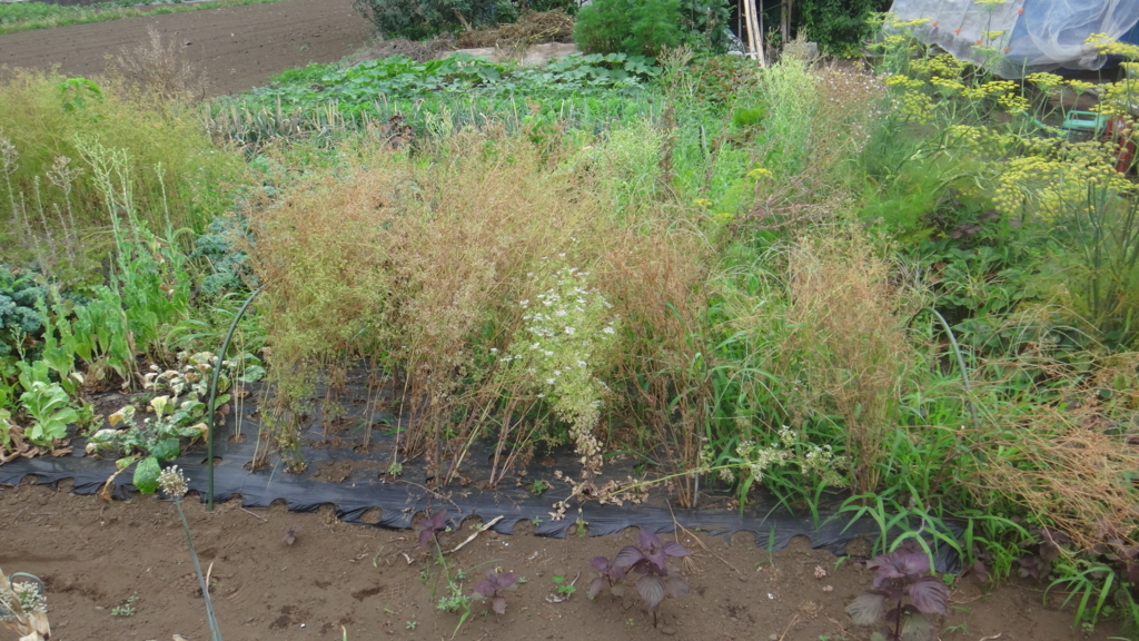 f:id:cafelegume:20180708214455j:plain