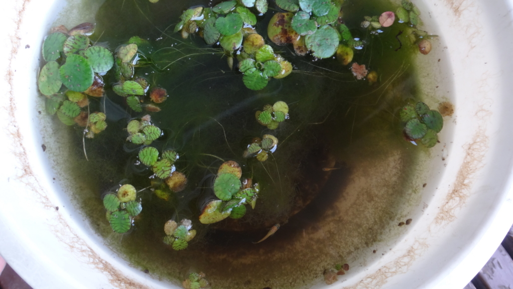f:id:cafelegume:20180712230208j:plain