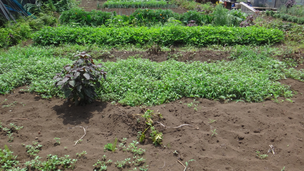 f:id:cafelegume:20180713231205j:plain f:id:cafelegume:20180713231205j:plain