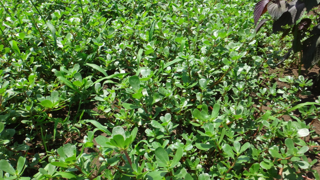 f:id:cafelegume:20180713231507j:plain f:id:cafelegume:20180713231507j:plain