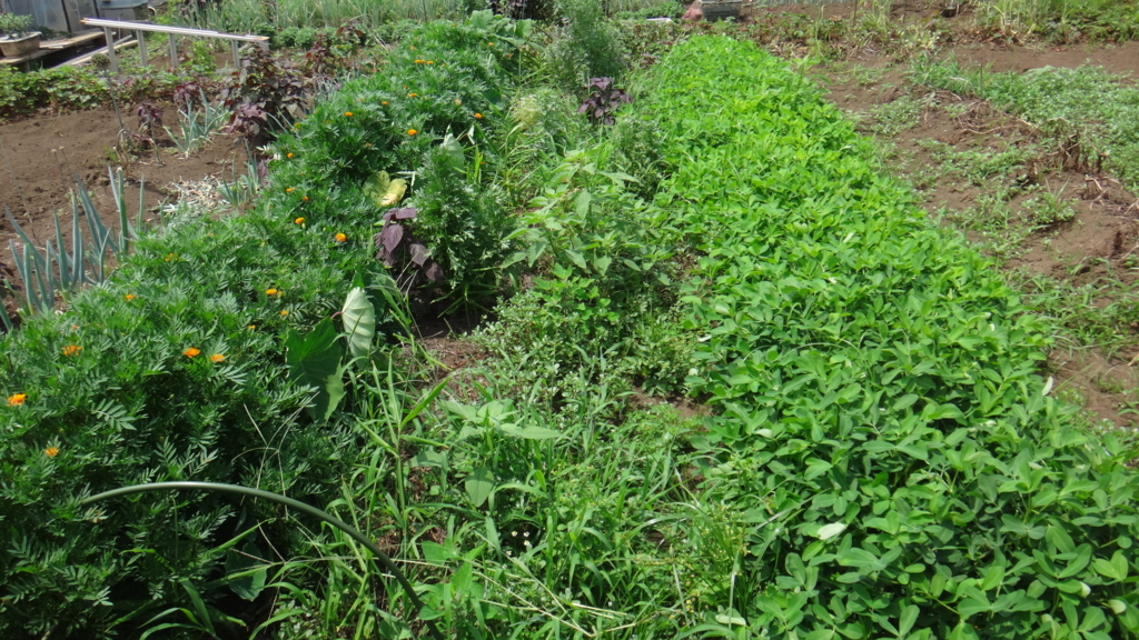 f:id:cafelegume:20180713234304j:plain f:id:cafelegume:20180713234304j:plain