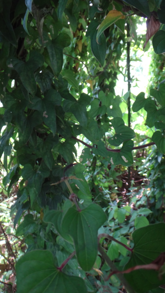 f:id:cafelegume:20180714020045j:plain