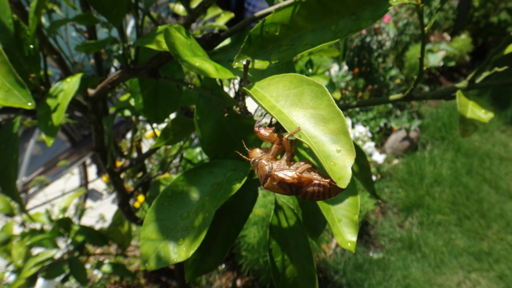 f:id:cafelegume:20180724221416j:plain