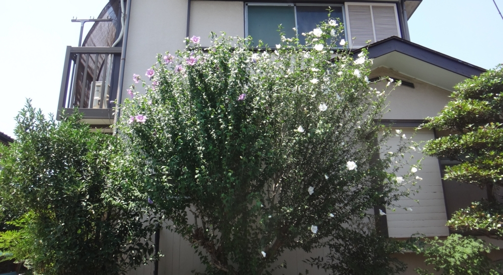 f:id:cafelegume:20180725220957j:plain