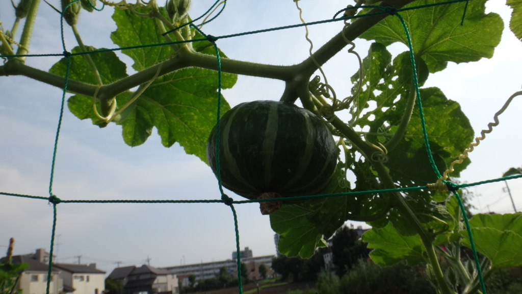 f:id:cafelegume:20180725231227j:plain