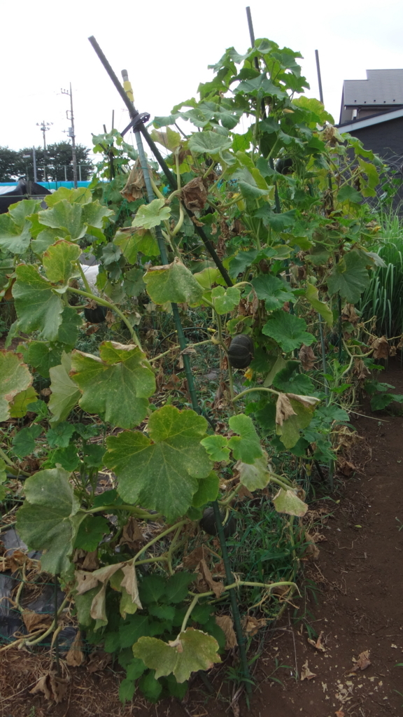 f:id:cafelegume:20180726232119j:plain f:id:cafelegume:20180726232119j:plain