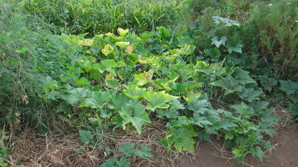 f:id:cafelegume:20180726234315j:plain f:id:cafelegume:20180726234315j:plain