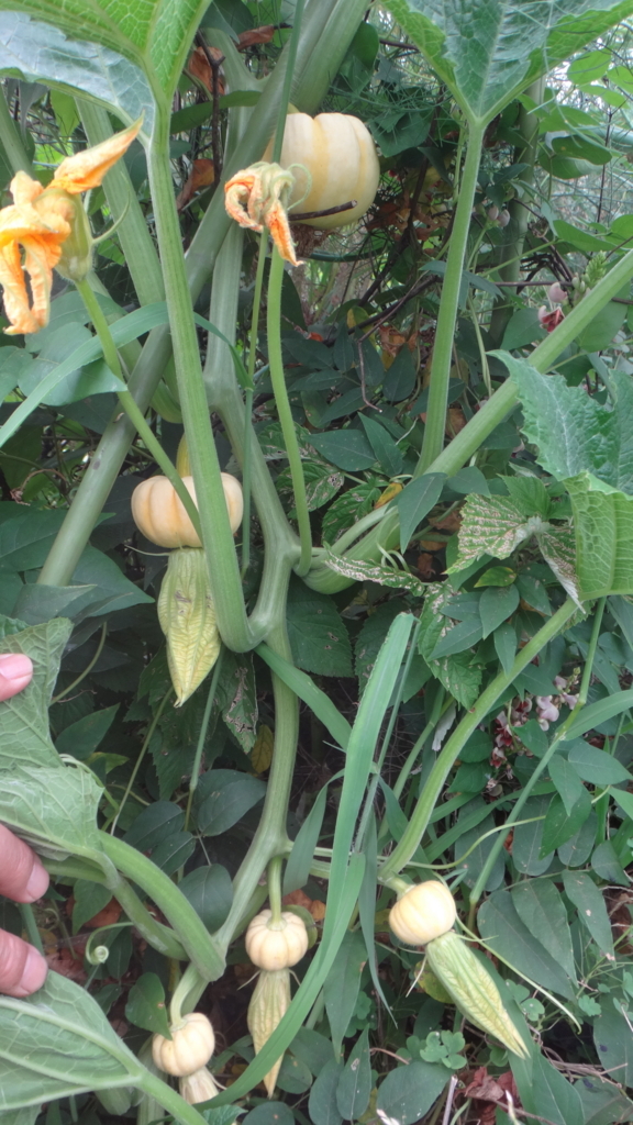 f:id:cafelegume:20180726234527j:plain f:id:cafelegume:20180726234527j:plain