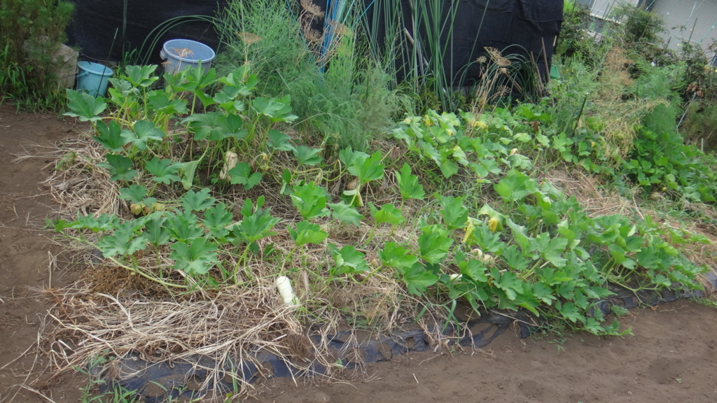 f:id:cafelegume:20180726235931j:plain f:id:cafelegume:20180726235931j:plain