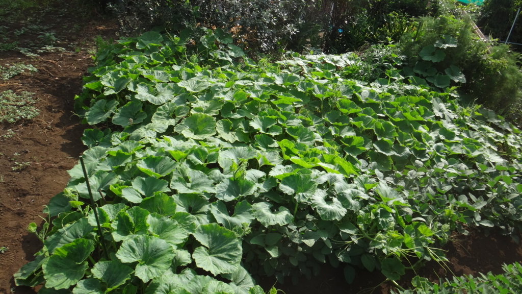 f:id:cafelegume:20180727003148j:plain f:id:cafelegume:20180727003148j:plain