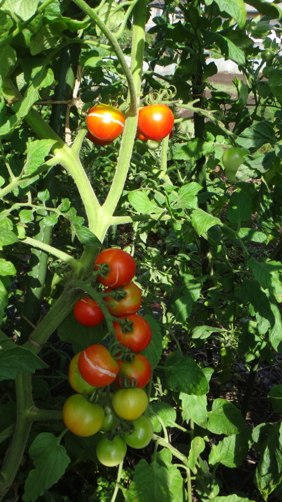 f:id:cafelegume:20180729204644j:plain f:id:cafelegume:20180729204644j:plain