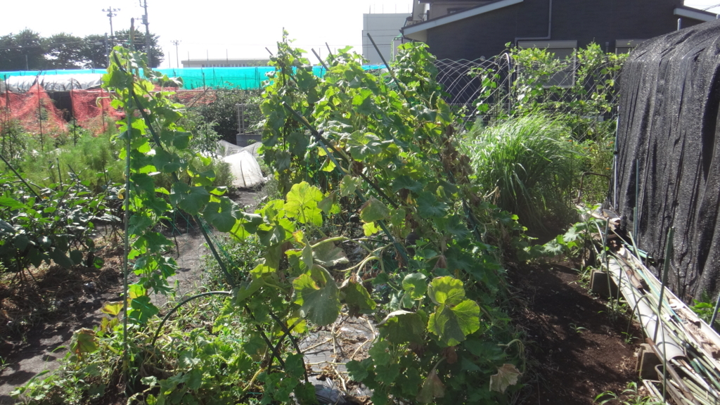 f:id:cafelegume:20180729211052j:plain f:id:cafelegume:20180729211052j:plain