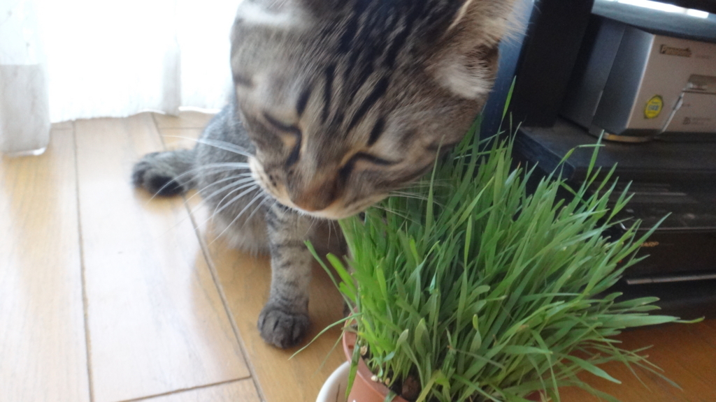 f:id:cafelegume:20180801224631j:plain