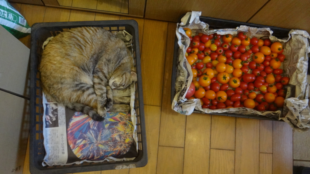 f:id:cafelegume:20180801230501j:plain