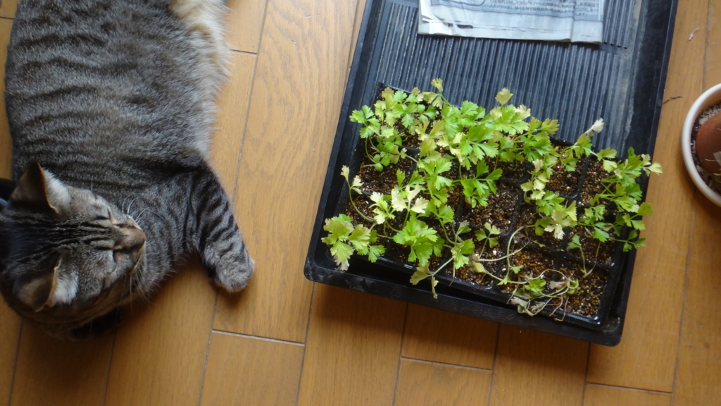 f:id:cafelegume:20180804002439j:plain f:id:cafelegume:20180804002439j:plain