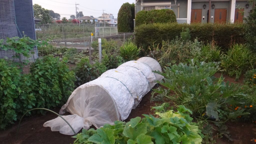 f:id:cafelegume:20180804005658j:plain f:id:cafelegume:20180804005658j:plain