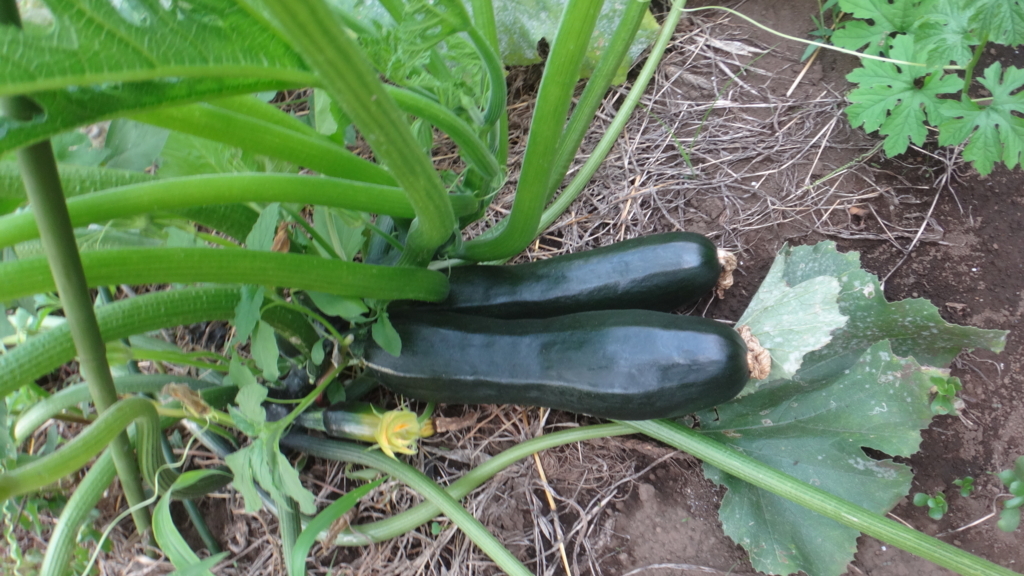 f:id:cafelegume:20180804005805j:plain f:id:cafelegume:20180804005805j:plain