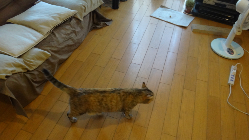 f:id:cafelegume:20180806233153j:plain