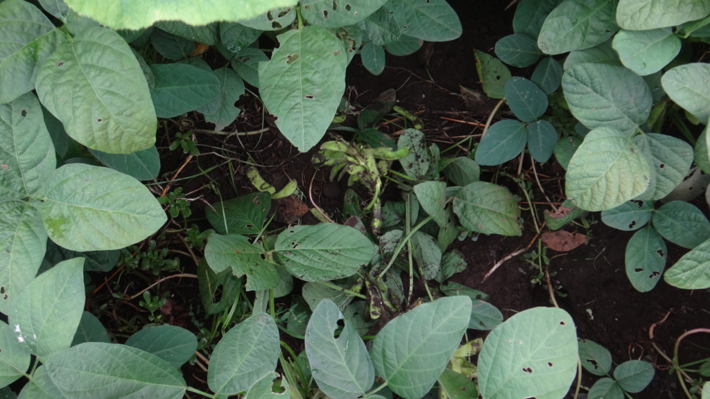 f:id:cafelegume:20180808000650j:plain f:id:cafelegume:20180808000650j:plain