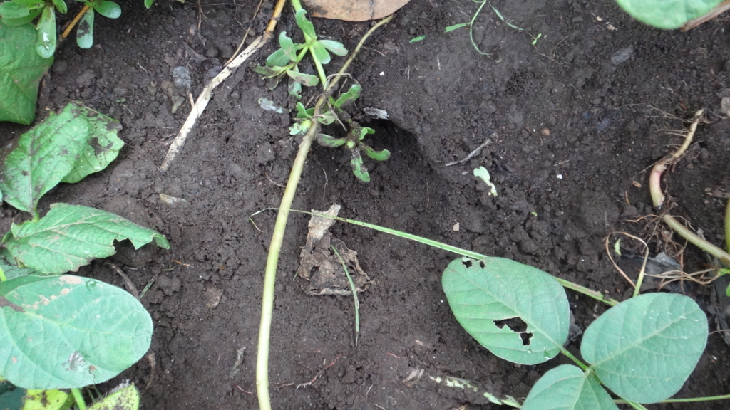 f:id:cafelegume:20180808000859j:plain f:id:cafelegume:20180808000859j:plain