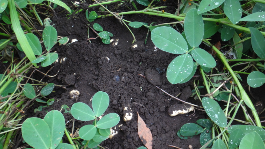 f:id:cafelegume:20180808002451j:plain f:id:cafelegume:20180808002451j:plain