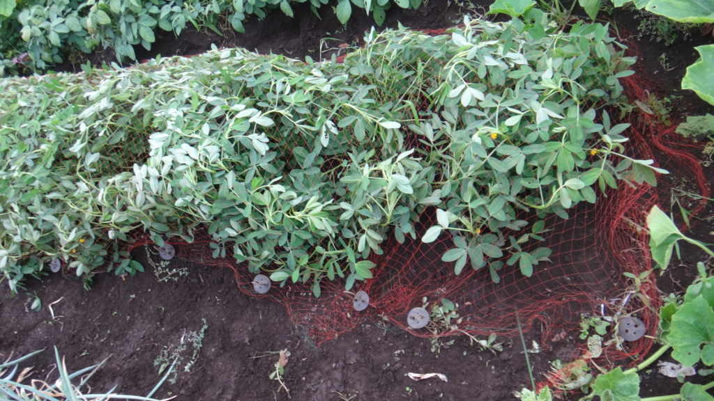 f:id:cafelegume:20180808005701j:plain f:id:cafelegume:20180808005701j:plain