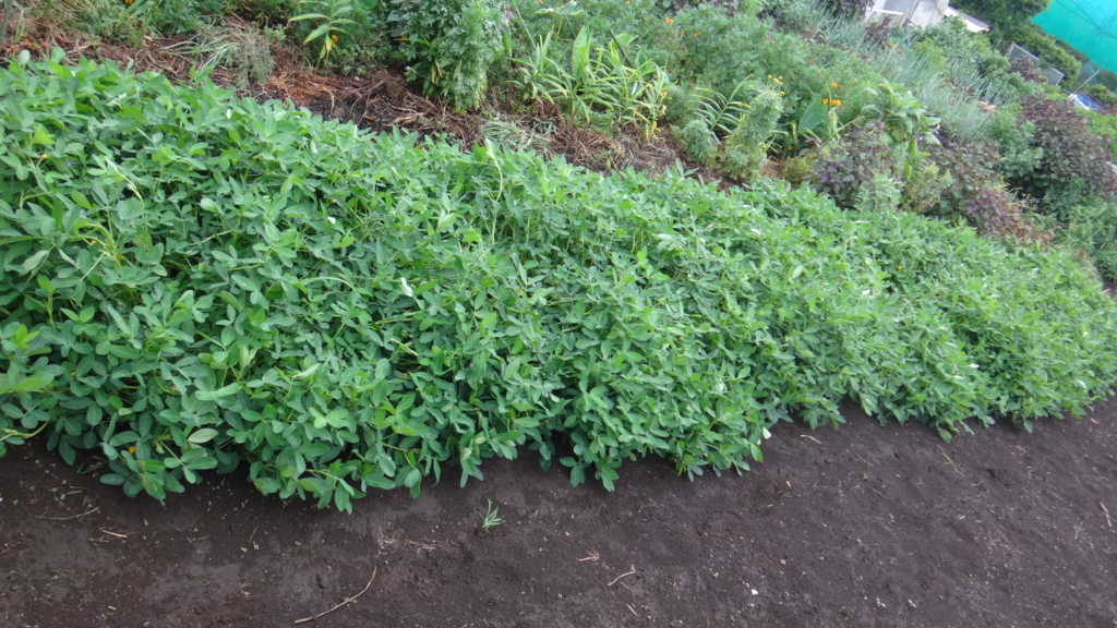 f:id:cafelegume:20180808010718j:plain f:id:cafelegume:20180808010718j:plain
