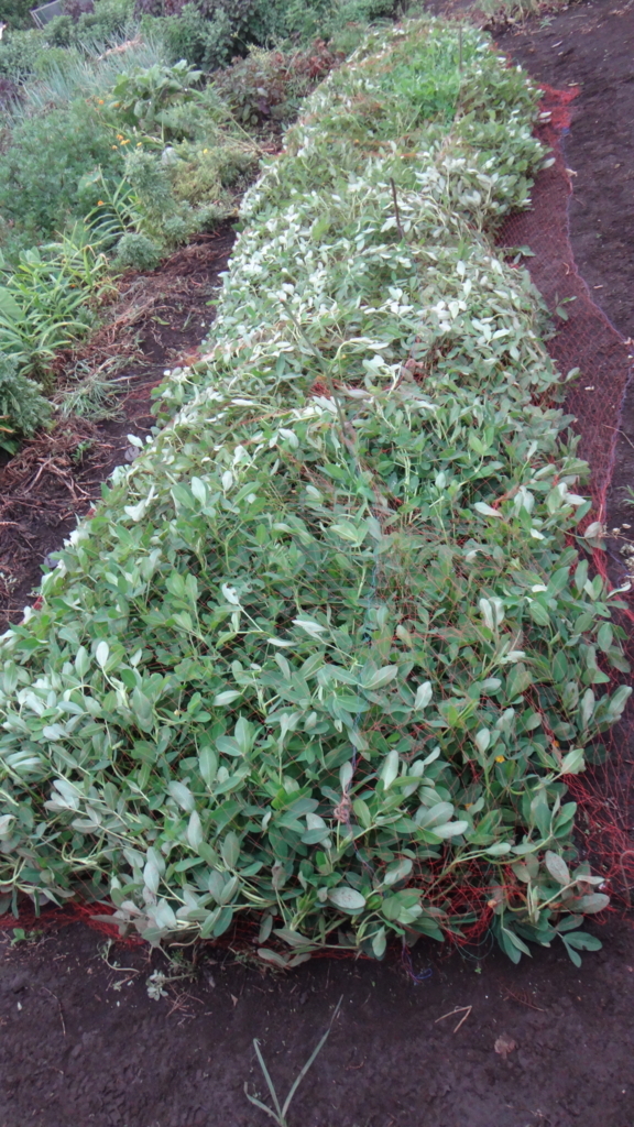 f:id:cafelegume:20180808011102j:plain f:id:cafelegume:20180808011102j:plain