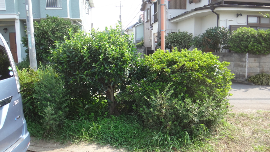f:id:cafelegume:20180809025330j:plain