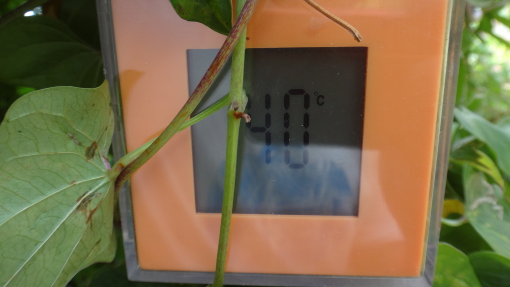 f:id:cafelegume:20180810003311j:plain