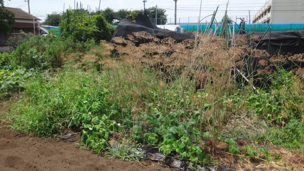 f:id:cafelegume:20180810010958j:plain