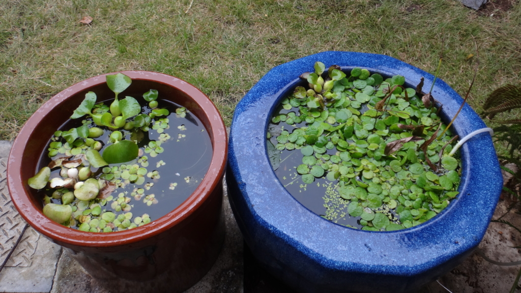 f:id:cafelegume:20180814213548j:plain f:id:cafelegume:20180814213548j:plain
