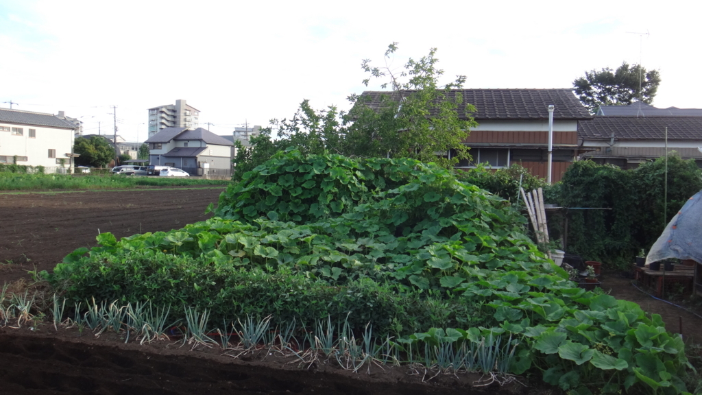 f:id:cafelegume:20180815220618j:plain