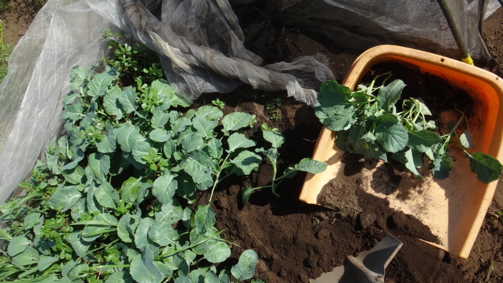f:id:cafelegume:20180820013704j:plain f:id:cafelegume:20180820013704j:plain