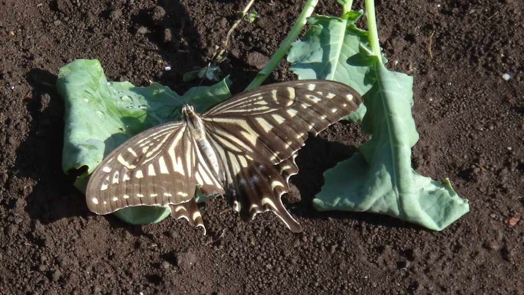f:id:cafelegume:20180820015420j:plain f:id:cafelegume:20180820015420j:plain