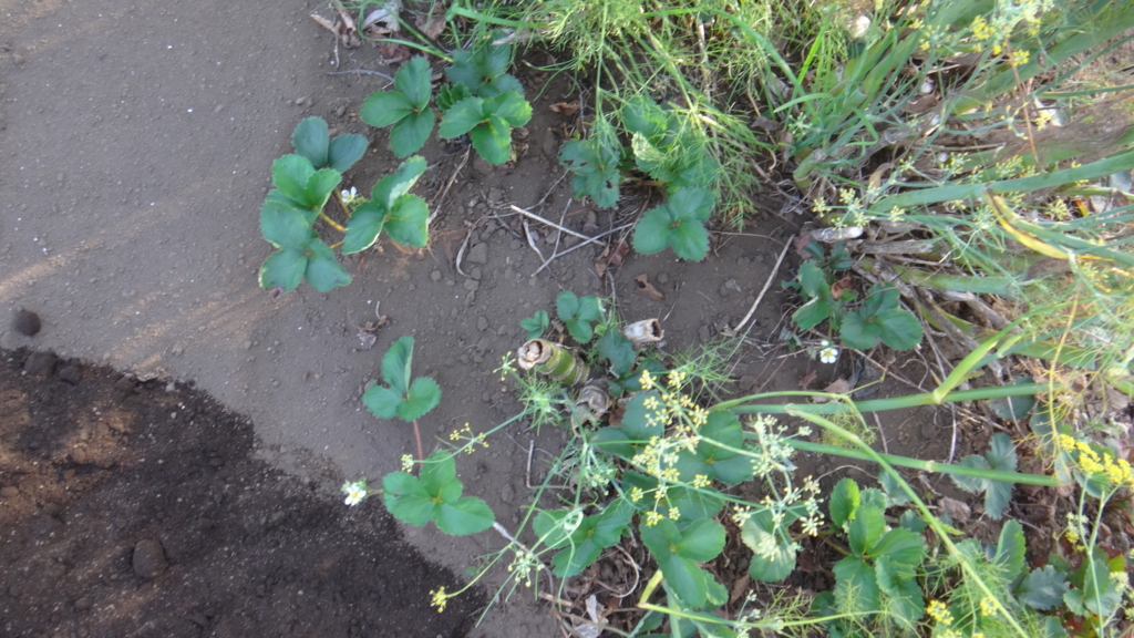 f:id:cafelegume:20180820021016j:plain f:id:cafelegume:20180820021016j:plain
