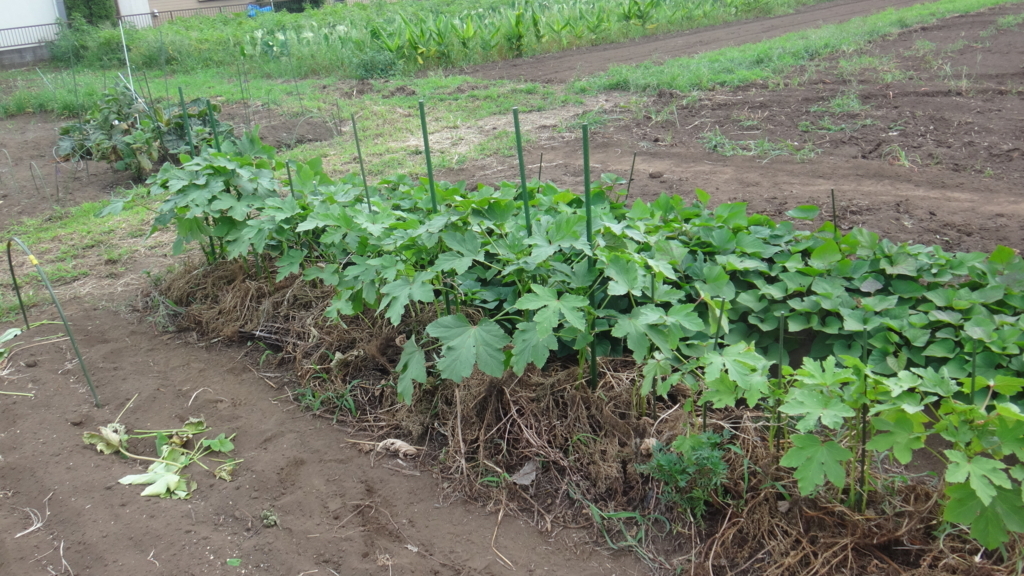 f:id:cafelegume:20180823233846j:plain f:id:cafelegume:20180823233846j:plain