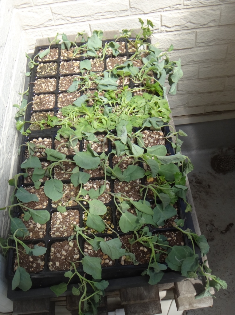 f:id:cafelegume:20180826222853j:plain f:id:cafelegume:20180826222853j:plain