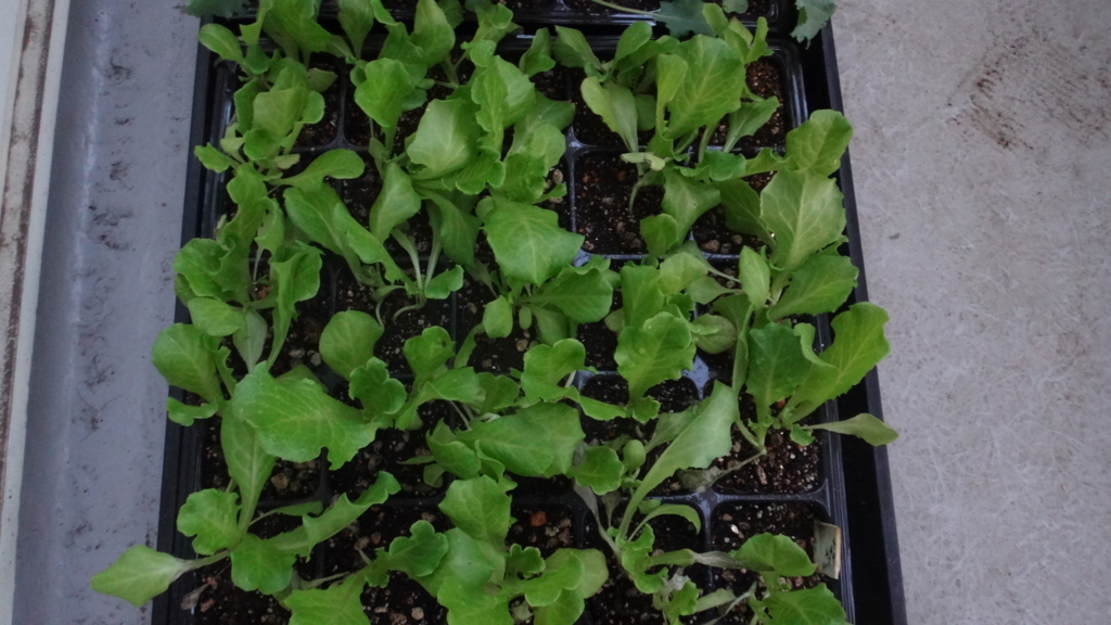 f:id:cafelegume:20180826224852j:plain f:id:cafelegume:20180826224852j:plain