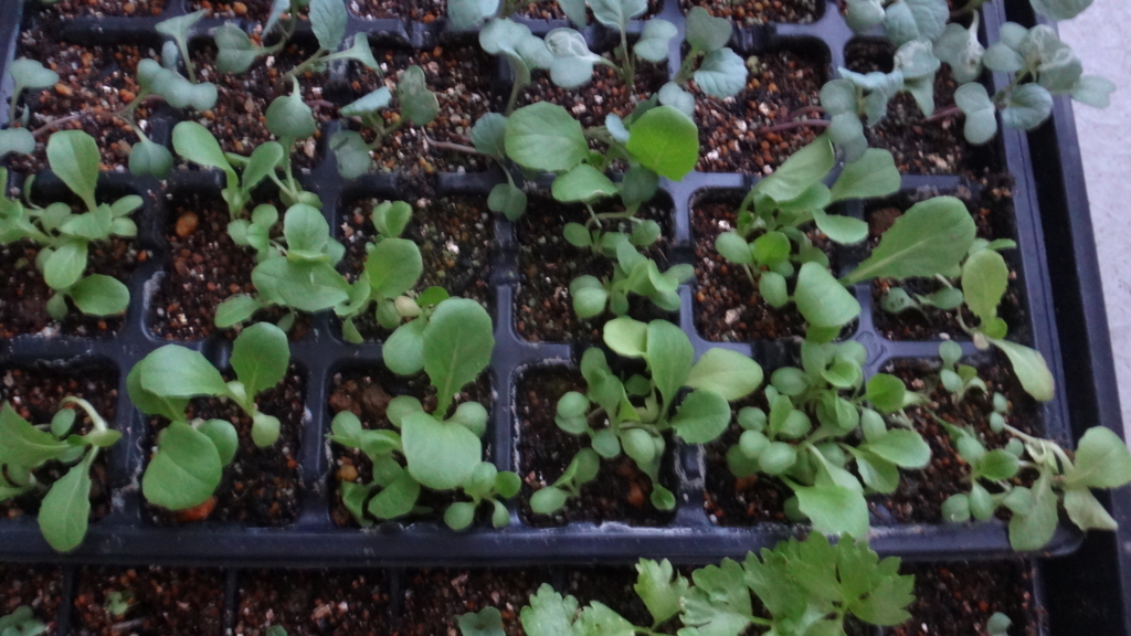 f:id:cafelegume:20180826225837j:plain f:id:cafelegume:20180826225837j:plain