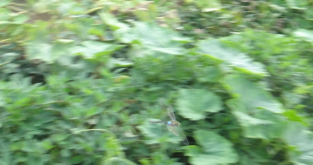 f:id:cafelegume:20180830015051j:plain