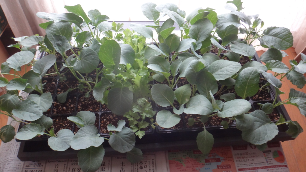 f:id:cafelegume:20180831002035j:plain f:id:cafelegume:20180831002035j:plain