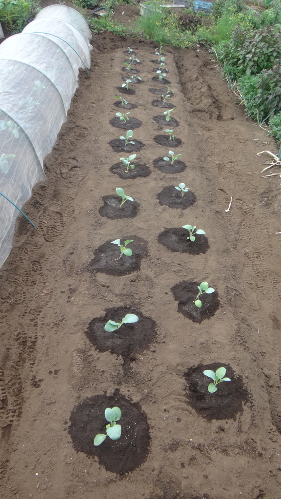 f:id:cafelegume:20180831004156j:plain f:id:cafelegume:20180831004156j:plain
