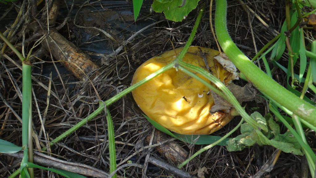 f:id:cafelegume:20180831013345j:plain f:id:cafelegume:20180831013345j:plain