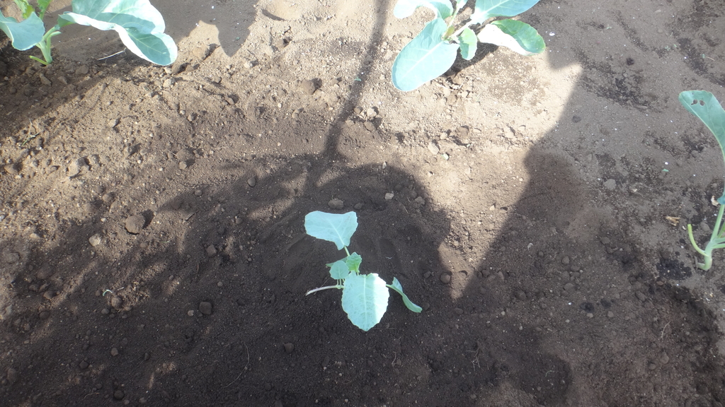 f:id:cafelegume:20180831020424j:plain f:id:cafelegume:20180831020424j:plain