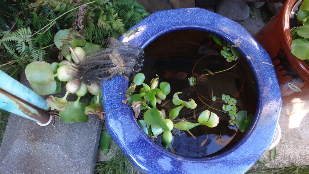 f:id:cafelegume:20181001215038j:plain f:id:cafelegume:20181001215038j:plain