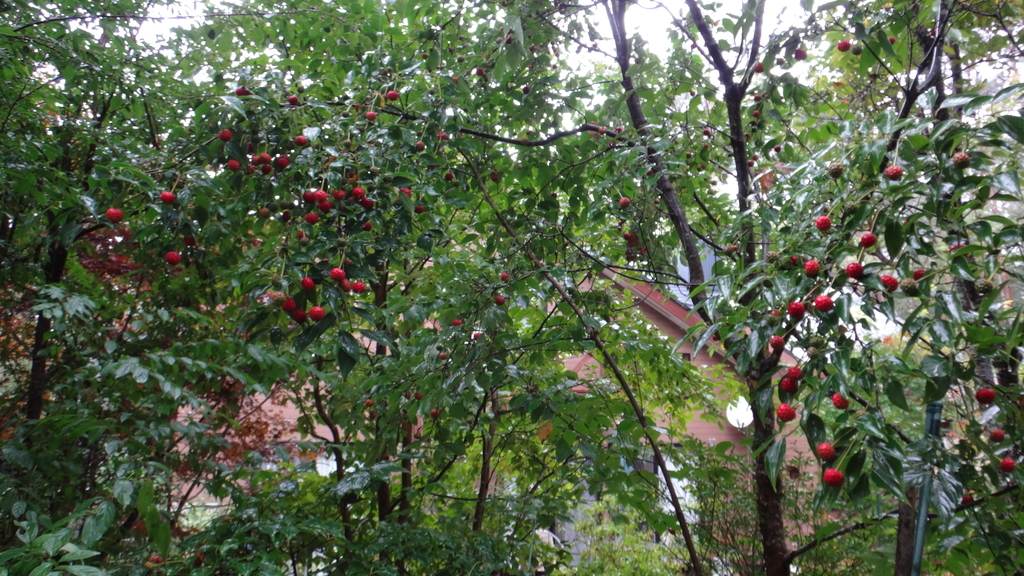 f:id:cafelegume:20181004200556j:plain