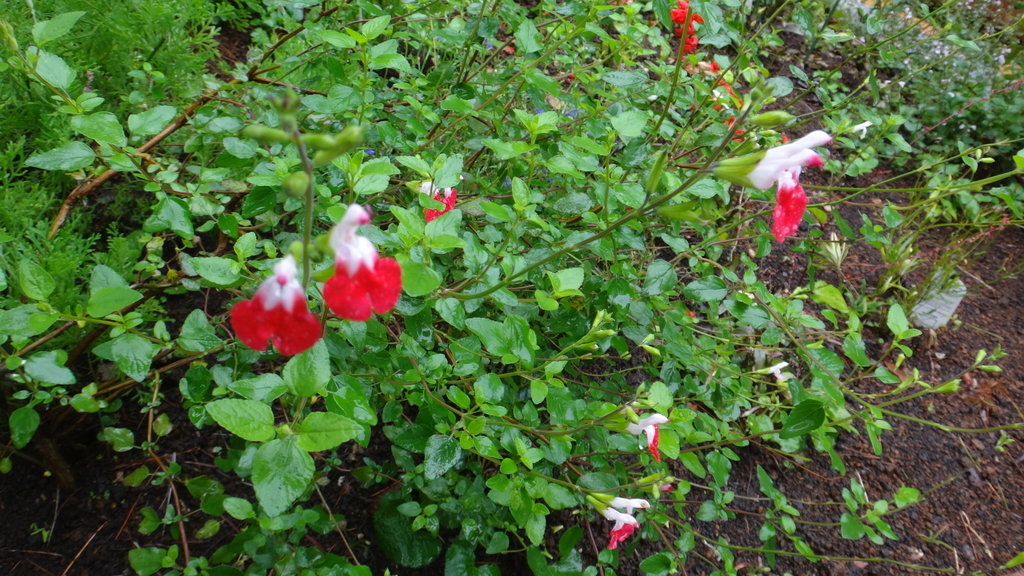 f:id:cafelegume:20181004202133j:plain